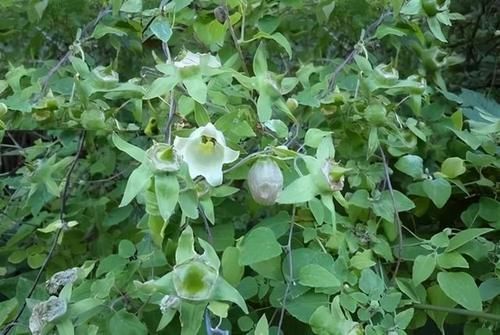 党参|路边的野党参，很多人却把它当野草，你认识它吗？