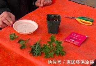 扦插法|这个通用扦插法，商户肯定不会教你