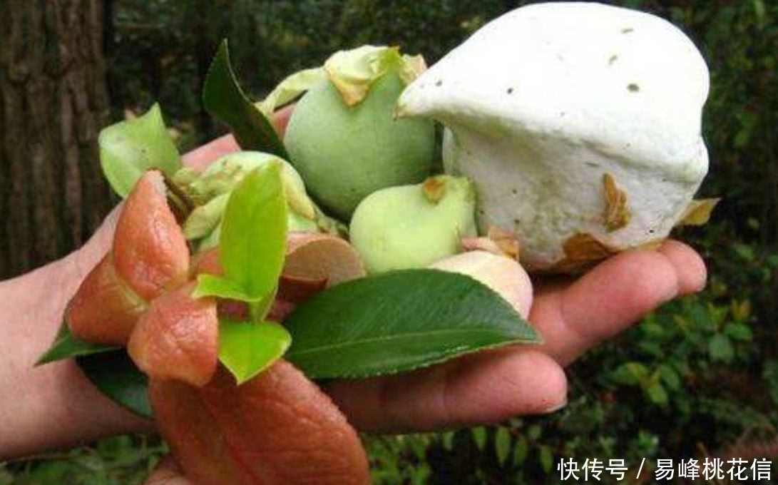 野果子|农村山上的这种“野果子”,是很多80年代人的回忆,你们都吃过吗