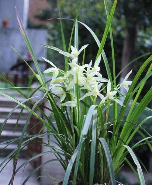 养兰花怎么知道是否已成活？