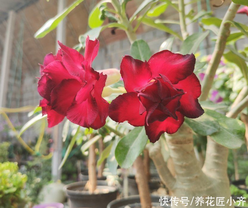 沙漠玫瑰养不好？养它不能做“四件事”，否则烂根、烂叶、不开花