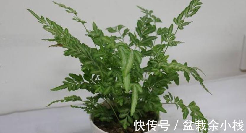 凤尾蕨|小时候常见的1种杂草，如今遍寻不到，制成盆景别有一番风趣