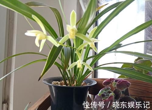 养殖兰花时，谨记僵苗的6个原因和救治办法，解决好了，苗壮芽旺