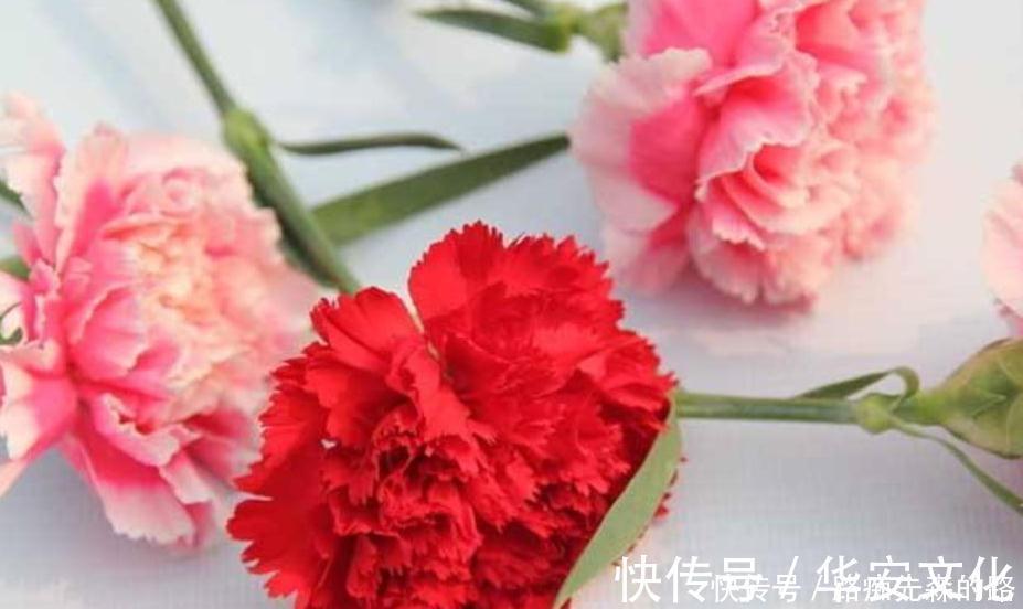 修复胃黏膜|胃不好的人，经常用此食物泡水喝，修复胃黏膜，预防胃癌