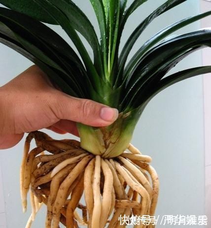 君子兰不开花还总是烂根教你一招，君子兰从此长不停