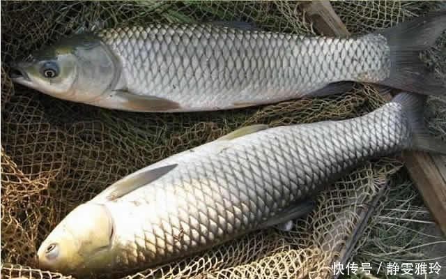 钓鱼|窝料打下去后,怎么都不发窝,到底是没有鱼,还是死窝了