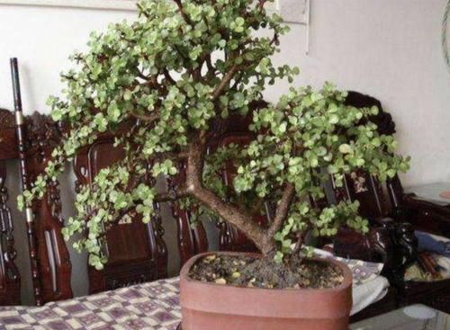 客厅|张大爷不喜欢绿萝,家里就养“它”,摆客厅显得“高档”,值钱