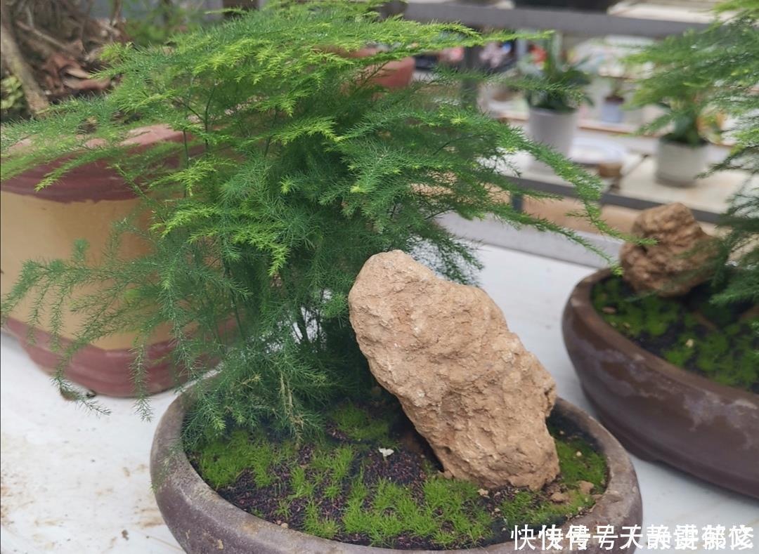 文竹盆景，怎样防止枝叶徒长保持株型低矮，姿态优美