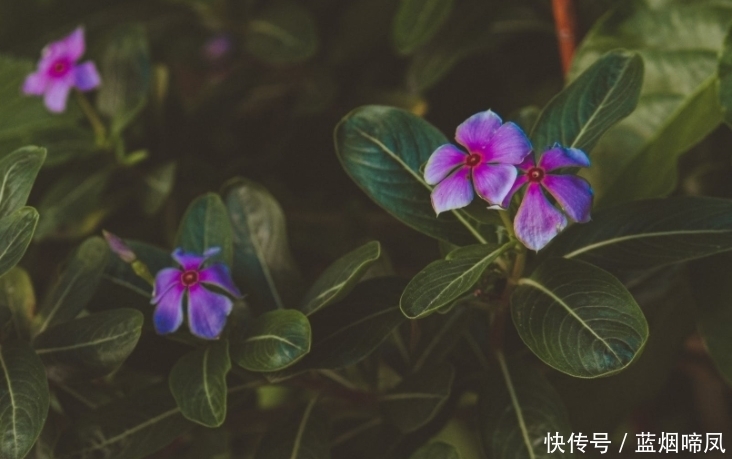 6月 花非花 雾非雾 情是情 3生肖重续旧梦 旧情人转身回头 粉紫色 6月 花非花 雾非雾 情是情 3生肖重续旧梦 旧情人转身回头 粉紫色