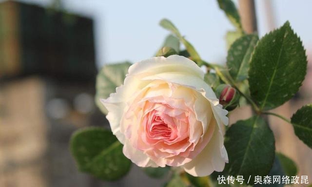 阳台盆栽佳品—浓香型月季,养护容易,四季开花,一卉能熏一室香