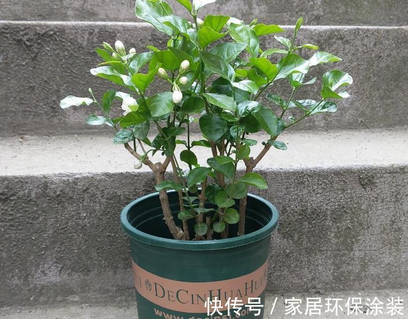 浇灌|茉莉花，天生就是“醋坛子”！夏季1个月浇3次，叶不黄开花旺