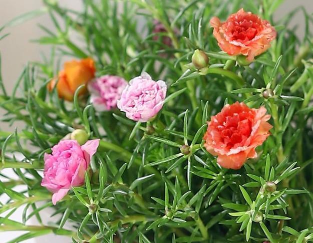 此款花卉便宜又好养，丢到阳台，开花漂亮花期长，一开就是300天