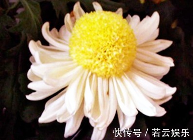 半球型|喜欢菊花，不如养盆“菊中珍品”洹水明珠，似翡翠玉珠，洁白无瑕