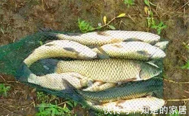 麸皮|秋季钓鱼,分享几个“通杀型”饵料配方,野钓大鱼“专属”