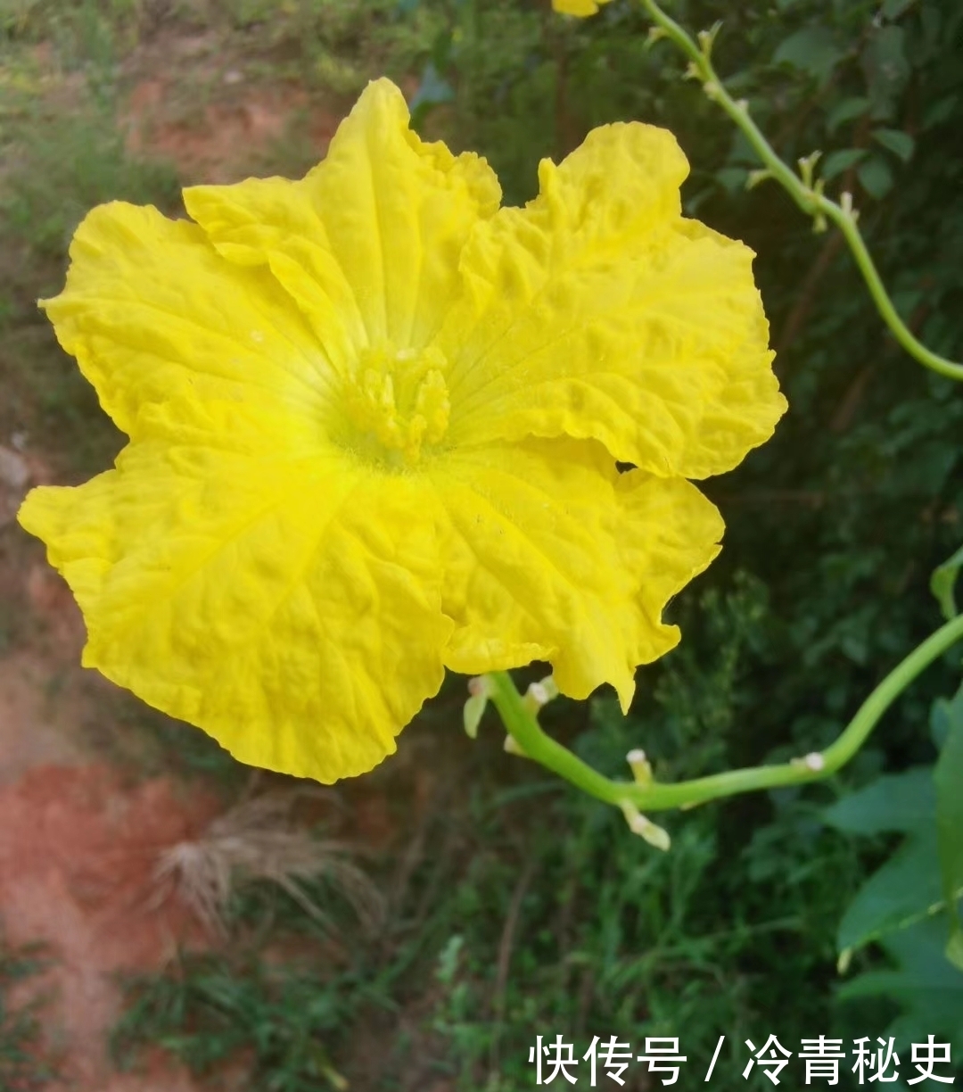 忙种|芒种——又叫“忙种”，是 二十四节气中的第九个节气