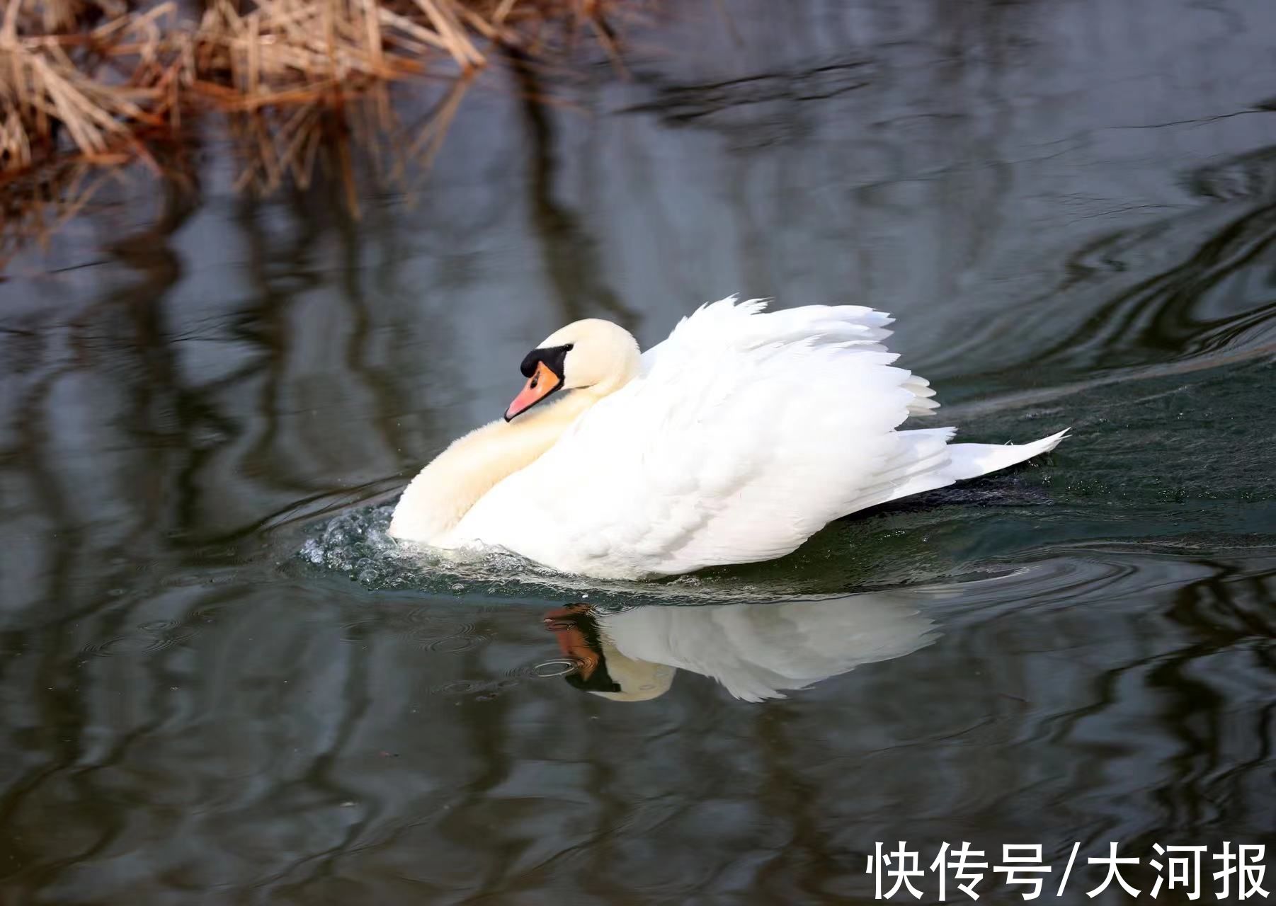 立春日|立春日，郑州北龙湖大天鹅大摇大摆上岸检阅游客，接受注目礼