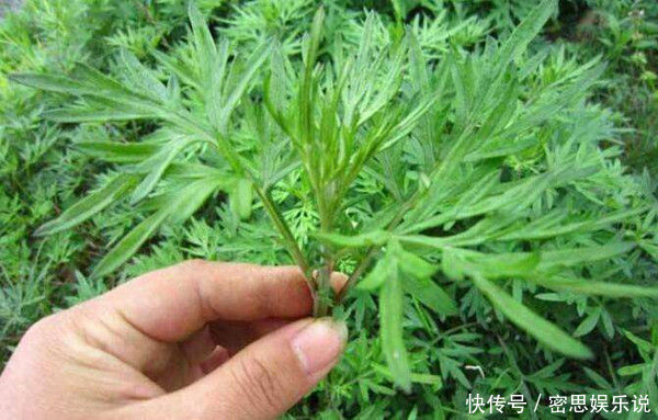 腰腿|七年之病，求三年之艾！1把艾草4味藥，這樣做，改善失眠、腰腿痛
