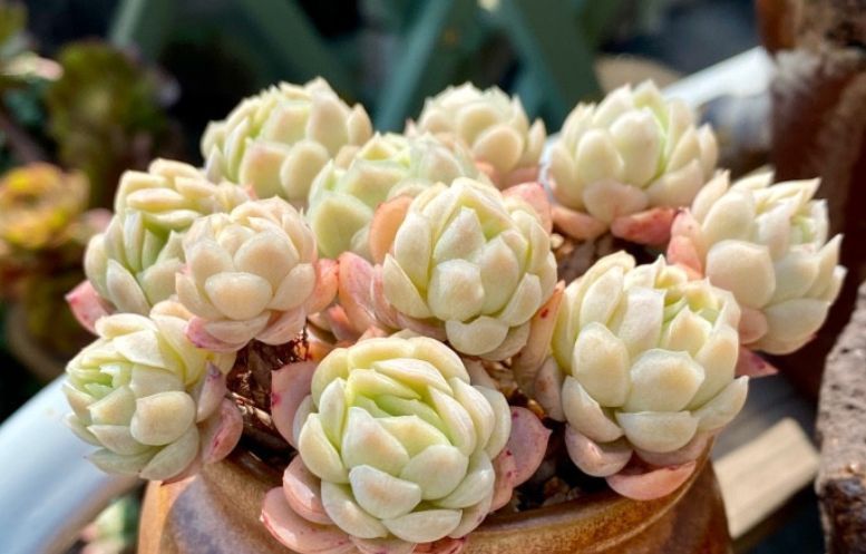 贝瑞|冰梅和双子贝瑞,一直分不清的2种多肉,养过才知道起码有4点区别