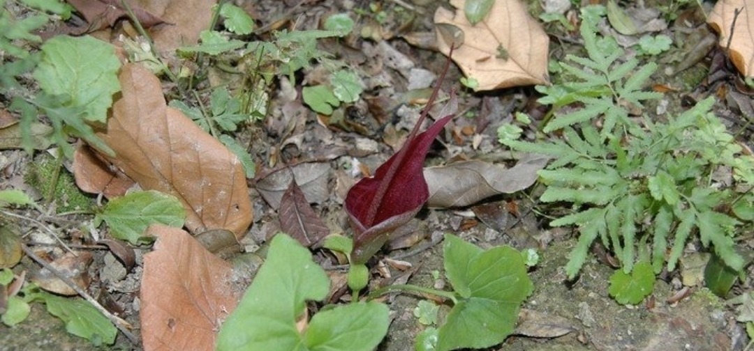 痈疖肿毒|山里遇见这种植物,是您福分,请记住它,当下极为珍贵