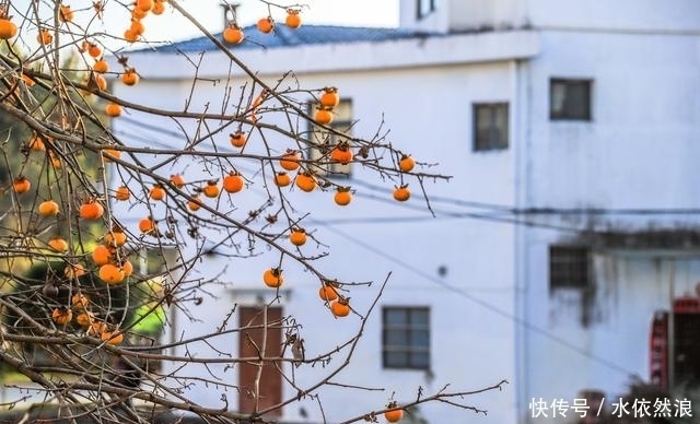 荆楚名山下600年老村，房屋像别墅，70岁老汉一年收租8万5！