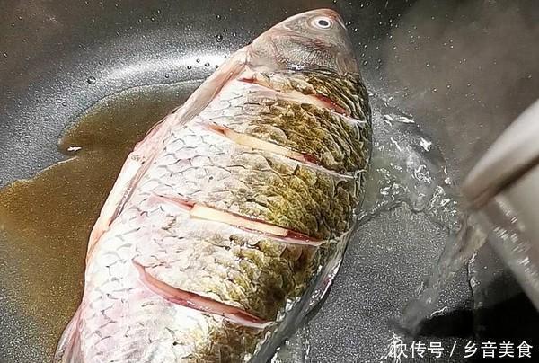 色拉油|它曾是“淡水鱼王”,因为名字不好被剔除四大家鱼,但美味无比!
