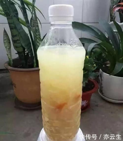 花卉|它是“天然氮肥”,家家都有,养花埋盆里,营养有价值,养啥旺啥