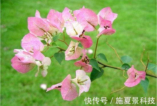 喜欢花卉,不如养盆“叶子花”,花色艳丽,多姿多彩,漂亮极了!