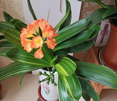 君子兰不开花,却不知道问题在哪?老花匠:这些地方有讲究