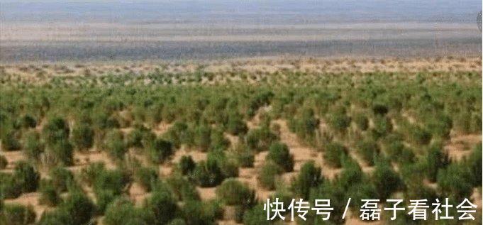 马云|2年了,马云“天价”造的蚂蚁森林,现在长成啥样了成森林了吗
