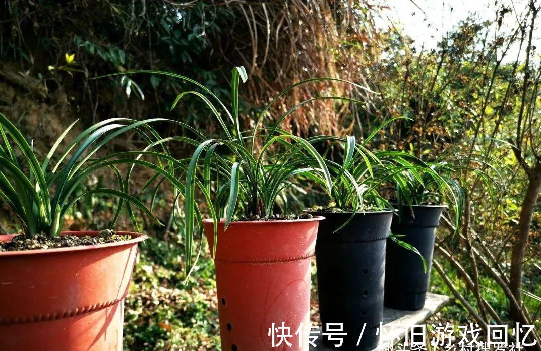 种植兰花究竟用什么花盆好？兰友不敢用的大花盆，长势却如此旺盛