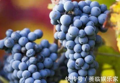 涩味|这些“怪香”食物,很多人都不喜欢,但是却含有丰富的营养