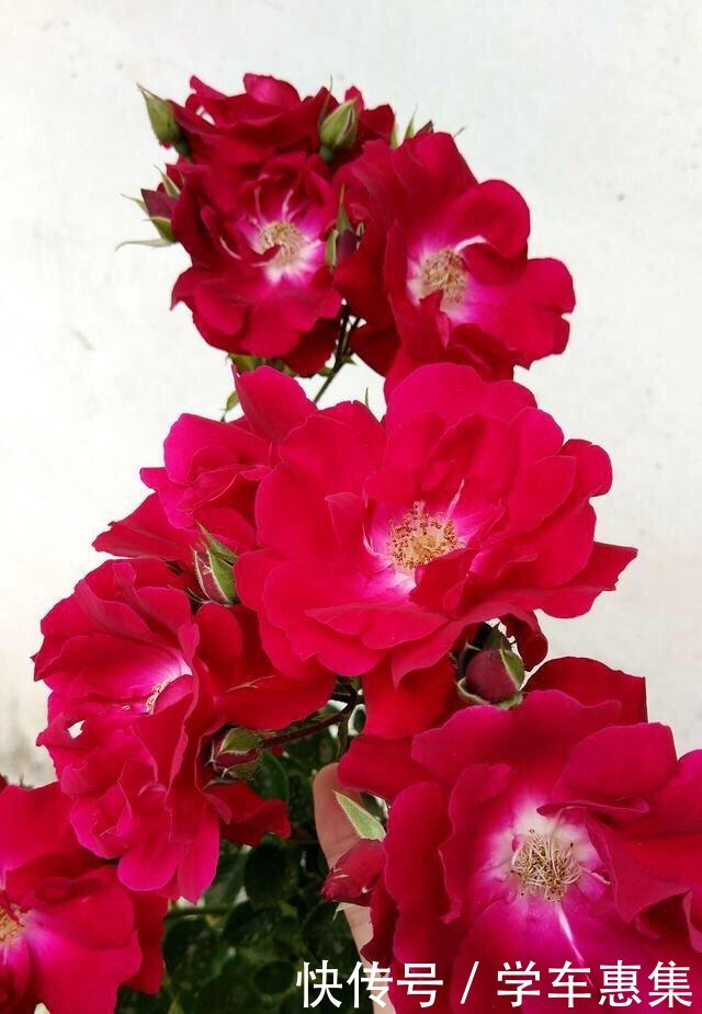 春季养月季,一定要掐芽,开花多10倍,长得枝肥叶壮,爬满阳台!