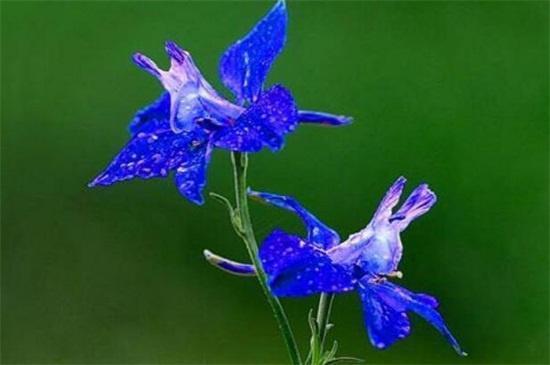 世界上十大最妖娆最毒的花,你喜欢的花在其中吗?