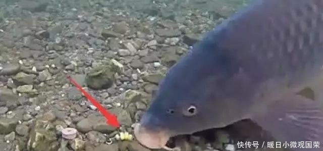 玉米粒钓大鱼,这些窍门你要懂!