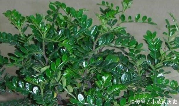 蚊子最“讨厌”这4种花,在客厅摆上一盆,整个夏天“没烦恼”!