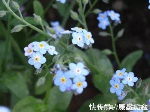 野花野草|你有没有见过60元一斤的野菜？从前是穷人的救命稻草，遇见请珍惜