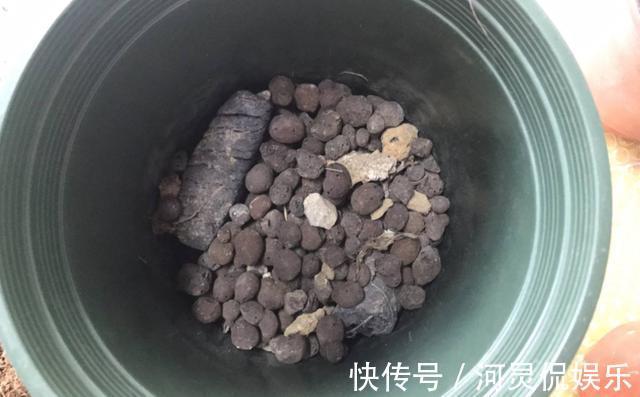 陶粒|这3种“黑石头”,往盆里丢一点,养啥花都旺