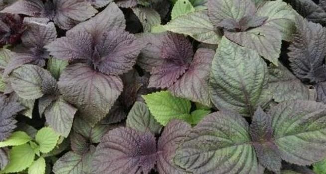 感冒|立秋后,感冒咳嗽老不好,常用此野草泡水喝,咳嗽不咳,治感冒