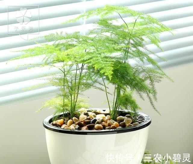 浇水|文竹这么浇水, 半年都长疯了