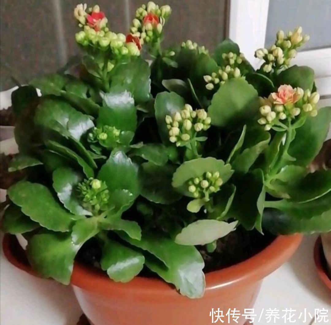 浇水|养长寿花蟹爪兰，别只顾浇水，用上“1种肥”，花苞稠密早开花