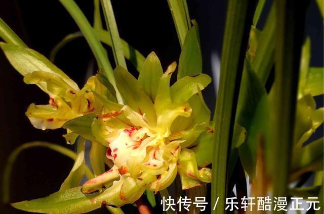 花瓣|春兰香花之王——余蝴蝶，兰香清新淡雅，花色翠绿独特，好养易活