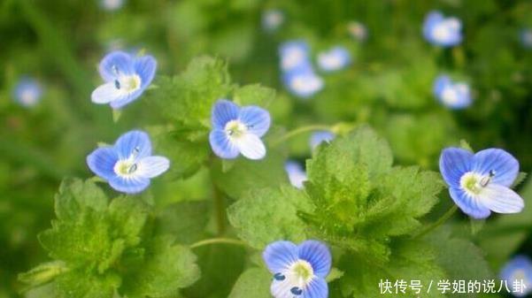 农村|农村2种花，号称“男人的加油站”，很多人都不知