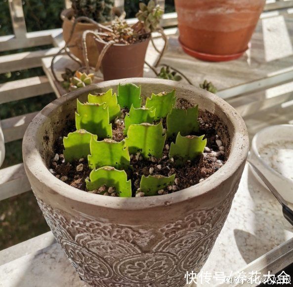 狗牙根|秋天扦插5种花，呼呼冒出“狗牙根”，明年春天就开花