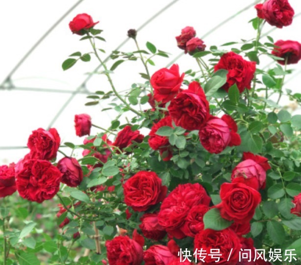 月季原来晒不死，就怕会缺水，缺水必死无疑！