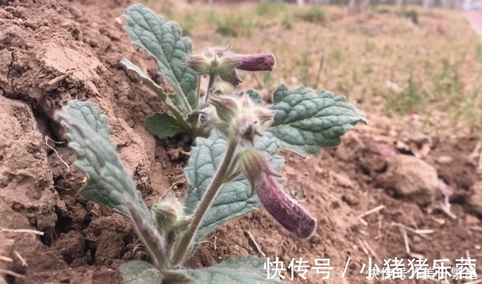 它是“四大仙药”之一,若长在你家屋顶,是你福气,别以为是杂草