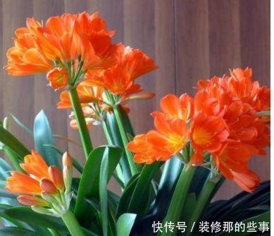 超漂亮的4种花,开花幽香暗淡,花型圆滚惹人爱,值得拥有