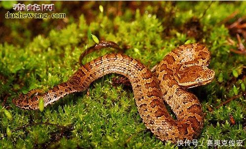 台湾烙铁头蛇 台湾特有蛇 体型小毒性很强 快资讯