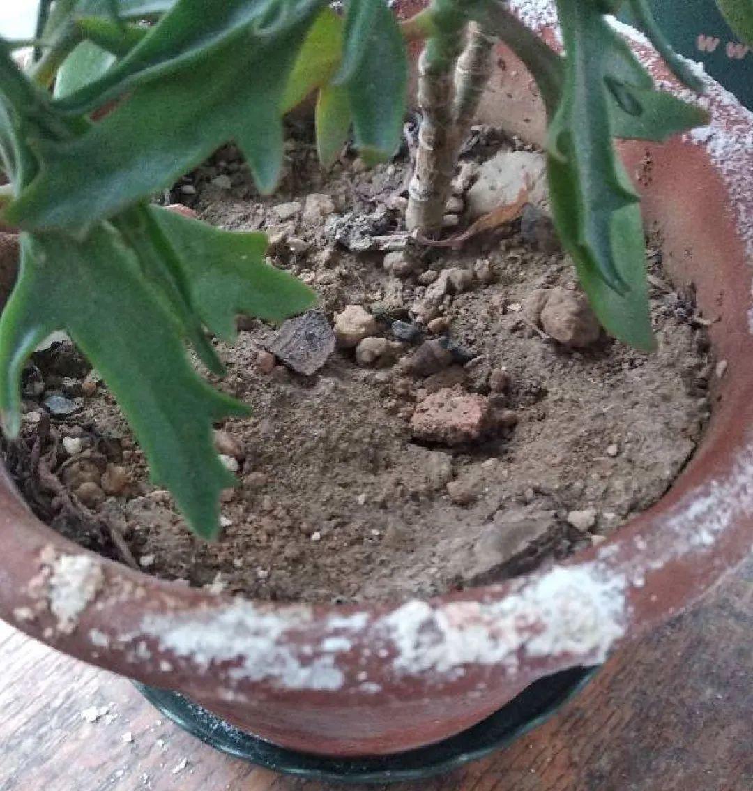 4种养花夺命水，秋天不要浇，一浇花就死！