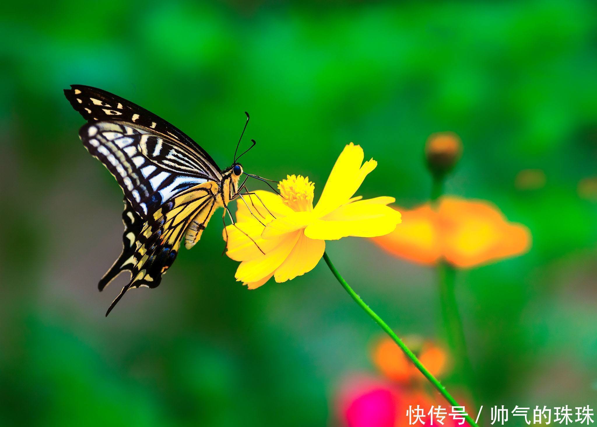 李三瘦、张三影、贺三愁，王三绿，这些诗人外号你知道吗