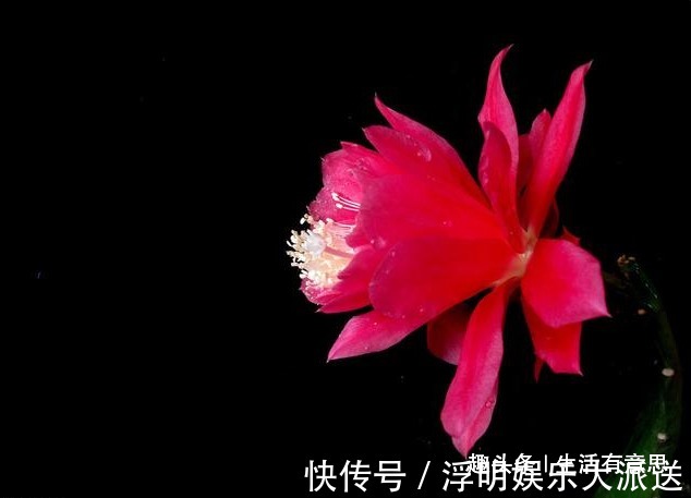 关键|令箭荷花和昙花,不能这么种,这是关键,犯了不如不种!